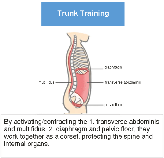 Illustration of trunk training