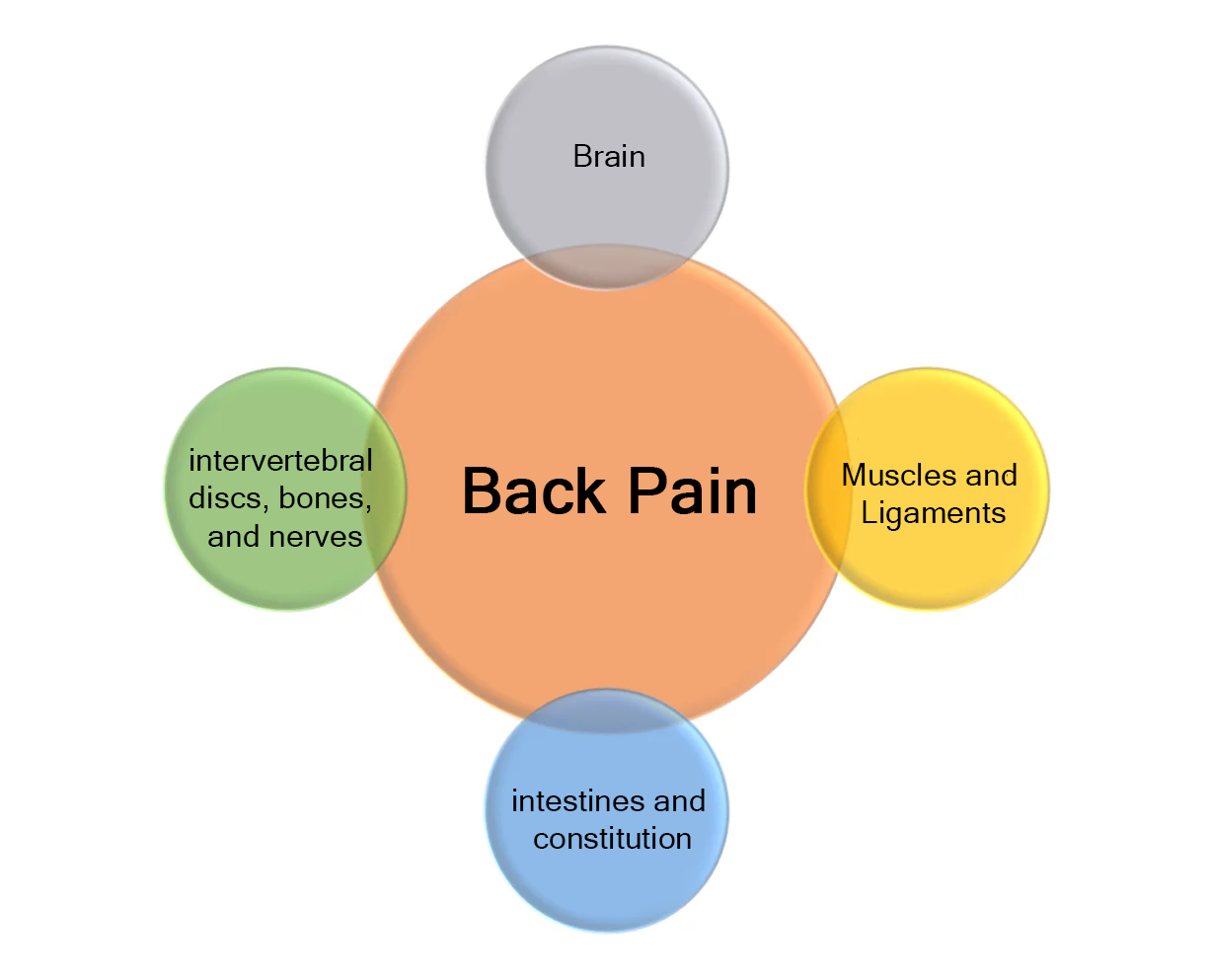 Lower back pain, performance, intervertebral discs, bones, nerves, intestines and constitution, muscles and ligaments